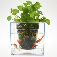 فروش ویژه گلدان آکواریومی سون گرین (7GREEN)